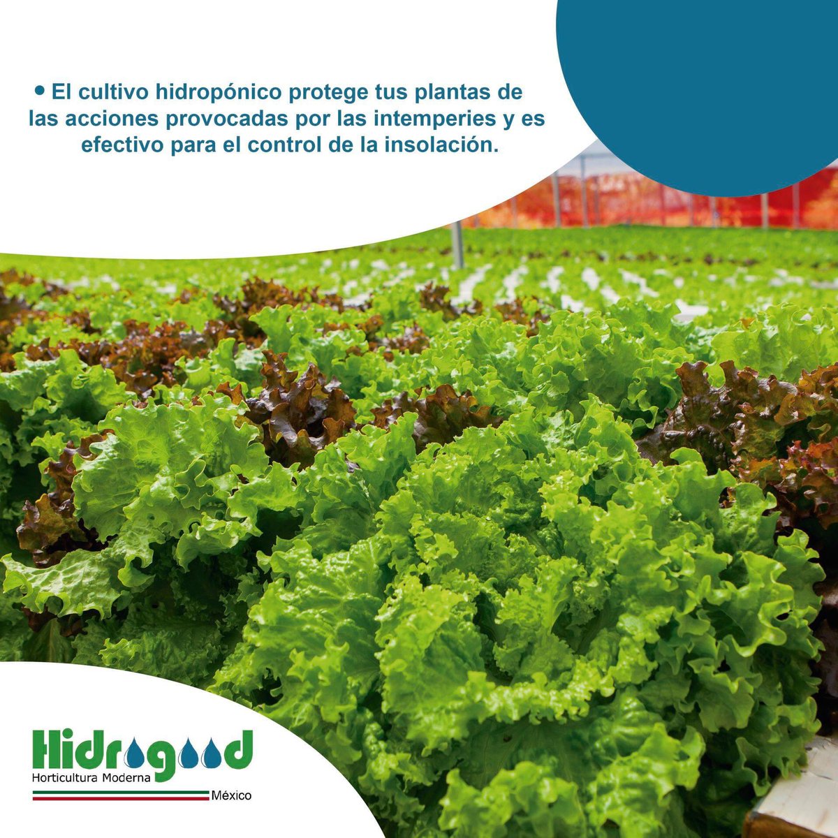 Uno de los principales problemas en la producción de hortalizas es la estacionalidad ocasionada por intemperies. Estas pérdidas significativas pueden ser ocasionadas por el exceso de lluvias, por el viento muy fuerte, por la lluvia de granizo ventasmexico@hidrogood.com.br