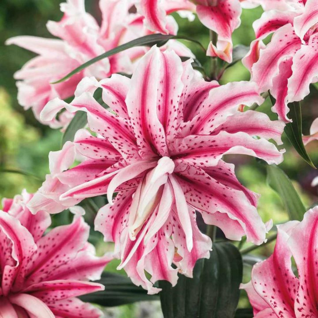 Plant Spotlight: Lily Magic Star! 🌸

Whether in containers on your patio or gracing your garden beds, Magic Star makes a striking statement, bringing elegance and charm wherever it's planted. 

#PlantSpotlight #LilyMagicStar #GardenEnchantment #MarshallsBlooms