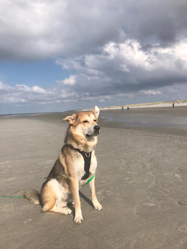 DeRavissante's tweet photo. Boris is bijzonder lief, ietwat onzeker, 3 jaar. Hij zoekt een nieuwe eigenaar die rustig woont en die hem op de spannende momenten goed kan begeleiden. 

Deze reu is echt heel tof!! 

RT aub! Dank namens Boris 🙏❤️ https://t.co/rbIO59KTGe
