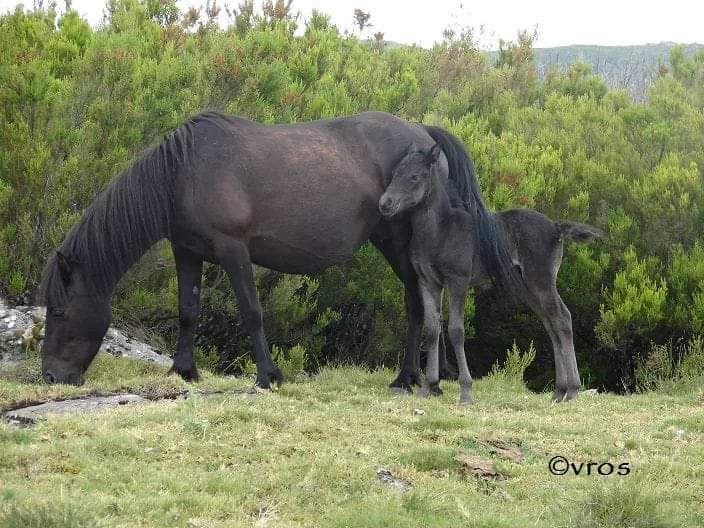 A beautiful weeks-old Pottoka foal scans the surroundings from one of the safest spots on earth: beside mom! While Gastain, his mom, continues to graze uninterruptedly.

📷VRos
#horses #ethology #pony #behavior #animals