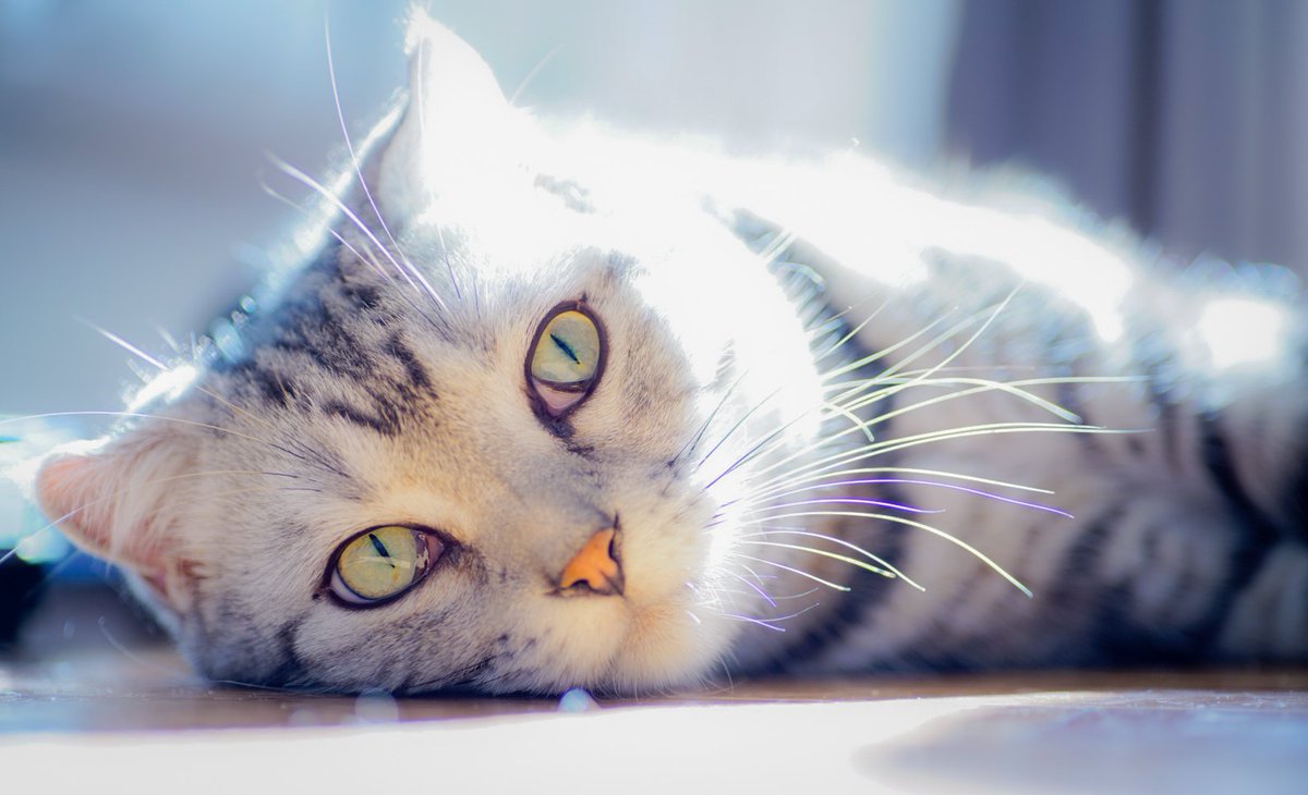 寒いから日中の大半は日向ぼっこして過ごしてるんじゃ(=^・^=) #猫好きさんと繫がりたい #猫のいる暮らし #猫がいる幸せ #スコティッシュフォールド #ルーチェ