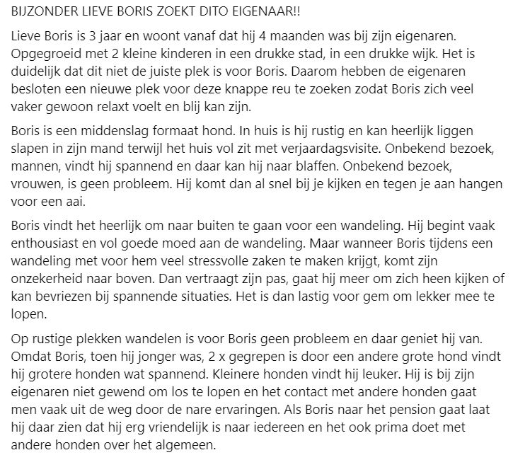 DeRavissante's tweet photo. Boris is bijzonder lief, ietwat onzeker, 3 jaar. Hij zoekt een nieuwe eigenaar die rustig woont en die hem op de spannende momenten goed kan begeleiden. 

Deze reu is echt heel tof!! 

RT aub! Dank namens Boris 🙏❤️ https://t.co/rbIO59KTGe