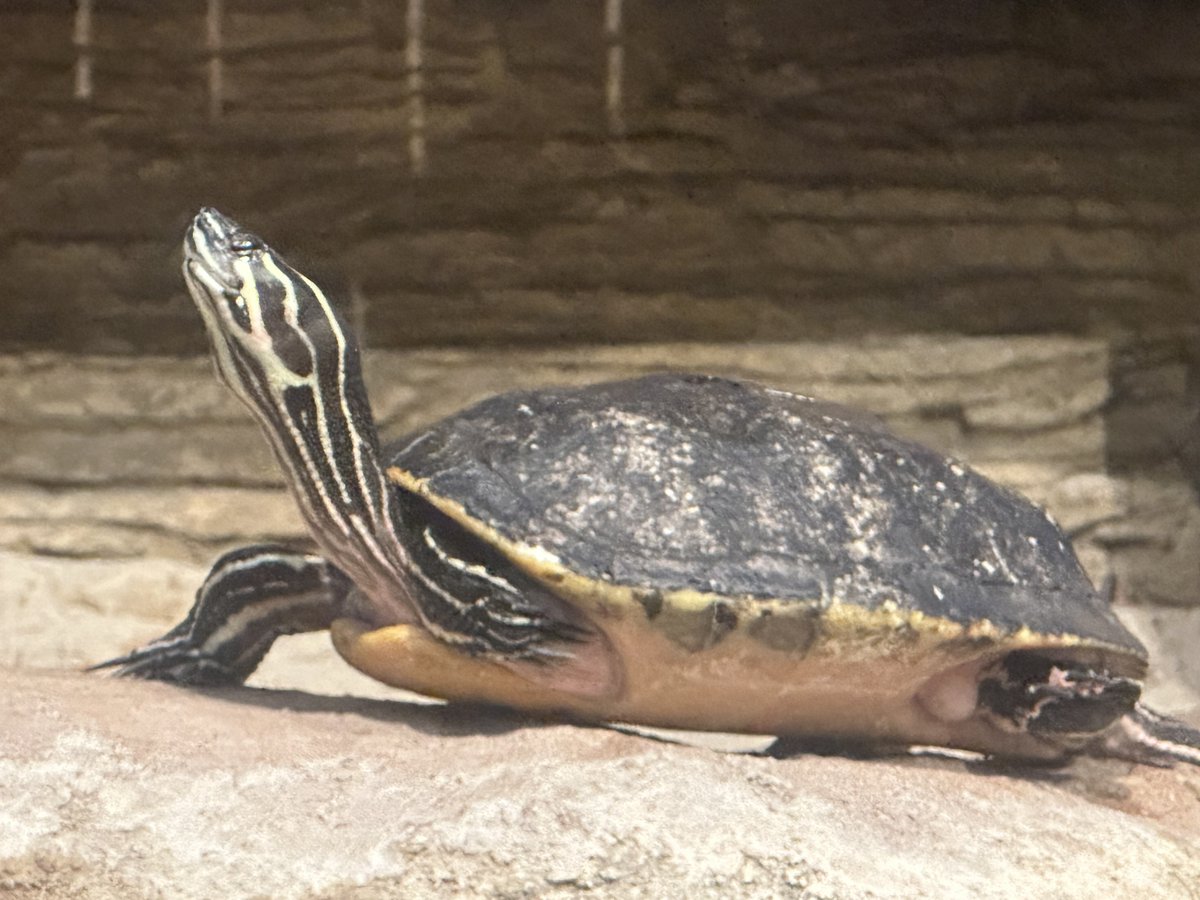 NewportAquarium's tweet photo. This Florida Cooter is ready to shell-ebrate #25YearsofFun and the first day of the Underwater Scavenger Hunt! Florida cooters are normally found in wetlands, marshes and ponds. Find the hidden globe in Gator Alley!  SAVE when you get your tickets advance: https://t.co/XIMgutlMsN https://t.co/Sw6Z5MQxNd
