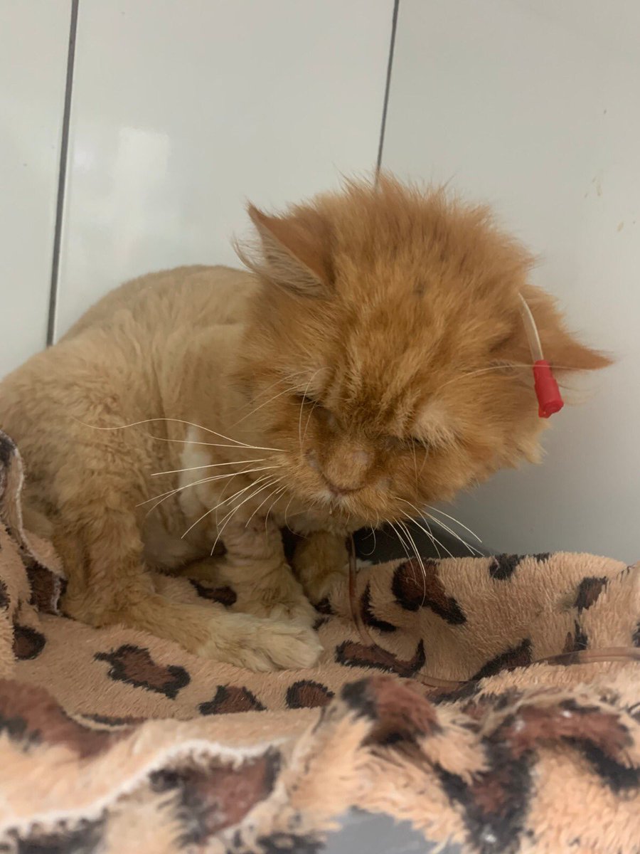 Atualizações Dudu: o pulmão dele melhorou MUITO, mas ainda não tá comendo, só com sonda, por isso ainda tá internado. Hoje fez ecocardiograma. Conseguimos pagar metade da conta dele, mas ele ainda está lá então a conta aumenta todo dia. Mesmo com Fiv e FeLV ele é um guerreiro! 💔