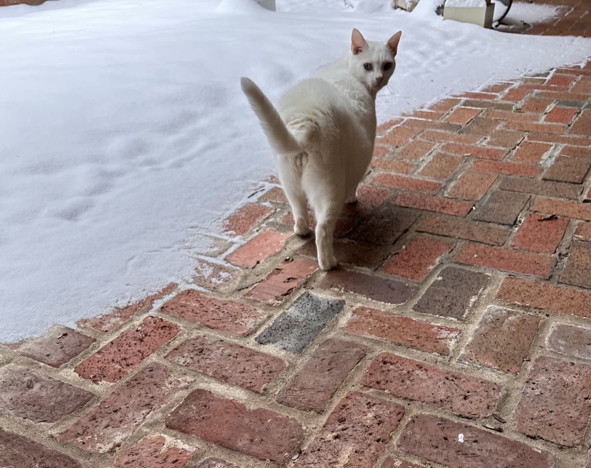 CatNamedSpicy's tweet photo. Junior: COLD. COLD. COLD!!! https://t.co/6wQcS3K5ce