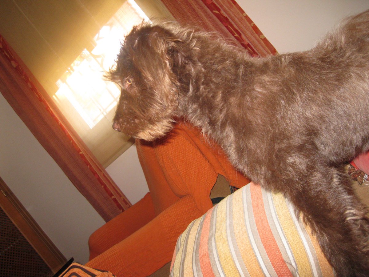 irenedlrl's tweet photo. the love between a girl and her first dog is unexplainable https://t.co/o6iQmMhD6l