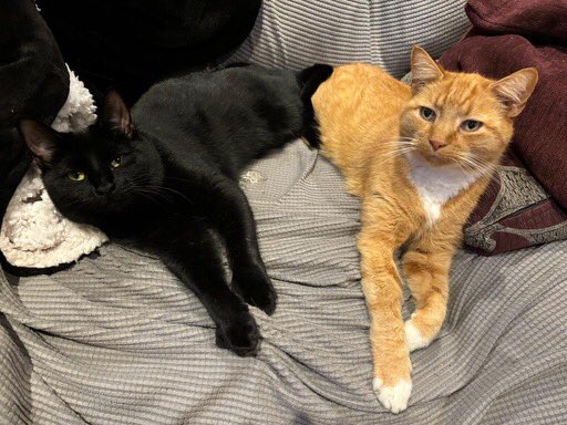 clockendkaty's tweet photo. @Northern_Star7 New cat?  Wotsit still doesn’t really like Gaia - he tolerates her.  She loves him. https://t.co/9dPlaLwmfr