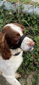 millypod1's tweet photo. GEORGIE HOME SAFE. THANKS FOR RT's๐๐๐พ
๐5 JAN 2024 #Lost GEORGIE #ScanMe
OLDER Brown & White English Springer Spaniel Male #Meldreth #Hertfordshire #SG8 https://t.co/Qkwobnsfju https://t.co/jCPZj2KNOo