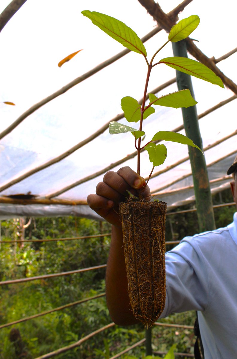 Jayah_Jacket's tweet photo. #Jeune_plante de qualité signifie partie aérienne et partie souteraine bien dévéloppées, facteur clé de la resussite de reboisement.  #Association_Mitsinjo_Andasibe #United_States_Forest_Service Madagascar https://t.co/Z3D40BluQE
