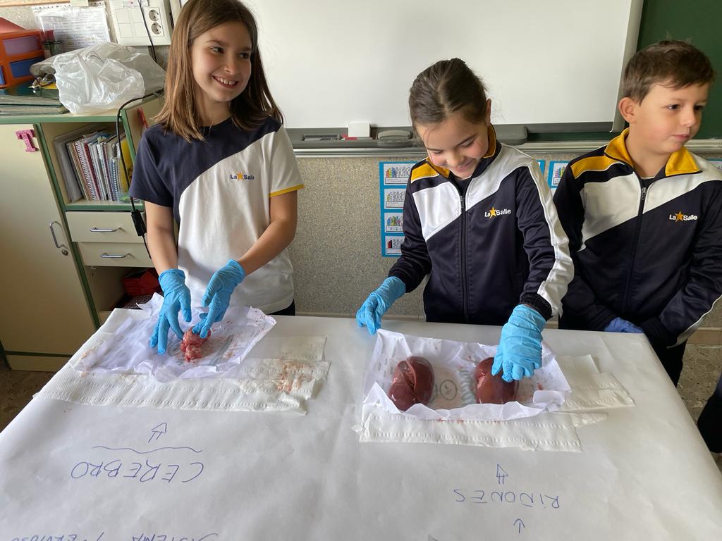 LaSalleInstituc's tweet photo. Los alumnos de 3º de Primaria diseccionan y analizan órganos de diferentes aparatos y sistemas del cuerpo. 
Cuando experimentamos, observamos, analizamos, utilizamos nuestros sentidos y aprendemos con más eficacia. 
#Gracias #NCALaSalle #ILSA_Primaria #SomosLaSalle #MiraMásAllá https://t.co/BOAz9R9FmF