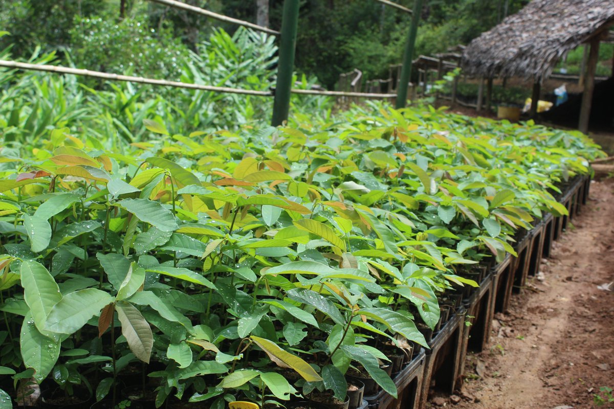 #Jeune_plante de qualité signifie partie aérienne et partie souteraine bien dévéloppées, facteur clé de la resussite de reboisement.  #Association_Mitsinjo_Andasibe #United_States_Forest_Service Madagascar