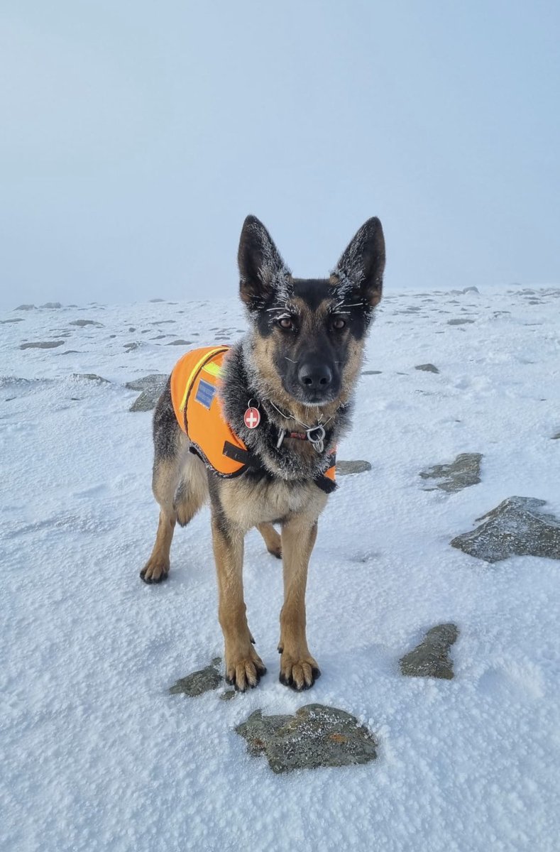edalemrt's tweet photo. Dog Call 3  -  11th January 2024. In response to a request from Ogwen Valley MRT and Partner Agencies as part of the (still ongoing) major search for missing hillwalker David Brookfield, @MRSearchDogsEng search dog Hope deployed (with her handler) to help search the Carneddau. https://t.co/Q5kVamiQ1V