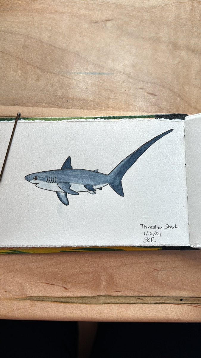 SKR_2020's tweet photo. A day late #SundayFishSketch of a thresher shark! These sharks can live 20-50 years and use their long tails  to stun prey. #scicomm https://t.co/OxWChJM4Ug