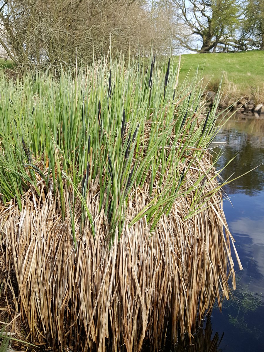 A guide to establishing Great Fen-sedge & Tufted Sedge swamp has been added to @NosterfieldLNR website, alongside advice on propagating these plants, creating species-rich reedfen, germinating wild seeds and wetland planting techniques: luct.org.uk/plant-propagat…