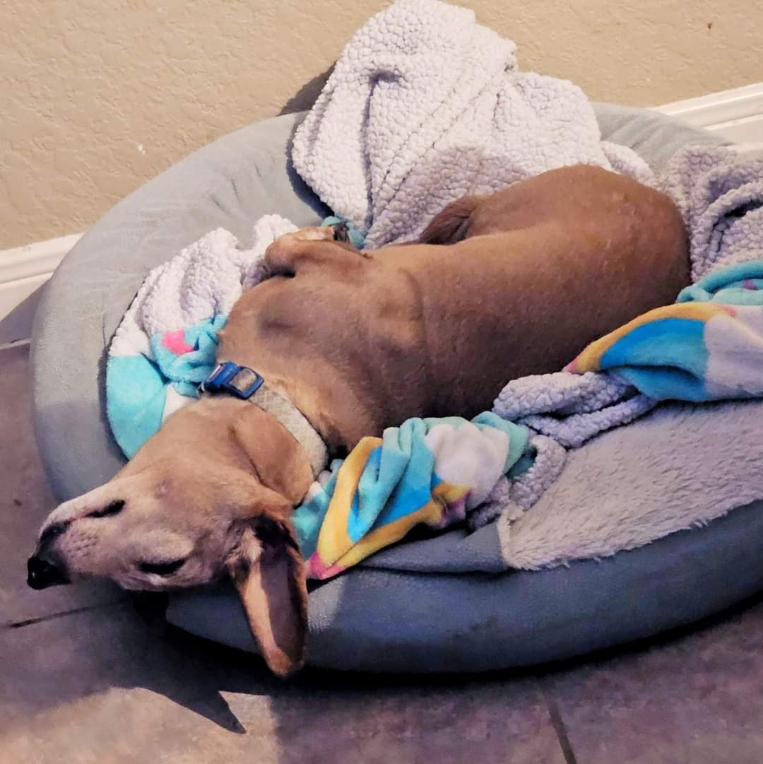 AprilMonterosa's tweet photo. Them: "Be sure your pets are inside and warm."
My pet: โฌ๏ธโฌ๏ธโฌ๏ธ #Razoo #pets #SanAntonio #WinterWeather https://t.co/qXyNhGXTPb