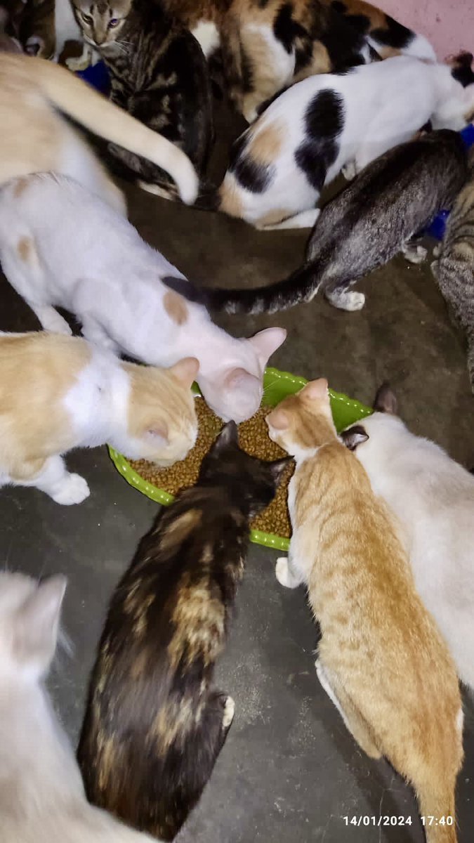 Essa foto foi do fim de tarde de ontem, a  primeira e única refeição do dia. Os gatinhos estão comendo uma vez por dia e miam a maior parte do tempo porque estão com fome. São gatinhos de diferentes idades.
Além da turminha do abrigo, tem também os gatinhos que vivem nas ruas 
+