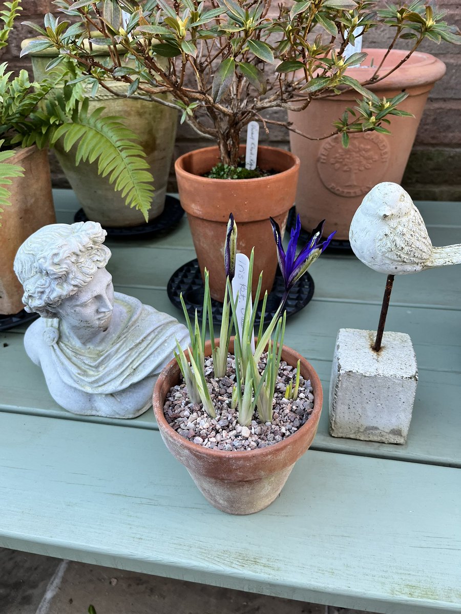 The Iris Reticulatas - Clairette and Blue Note came out to play today.