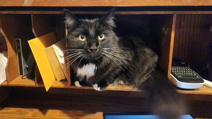 Joey's favorite spot when I'm working https://t.co/MypKVLI0bO<a href="/tag/joeyantics"class="tags"><span>#joeyantics</span></a>