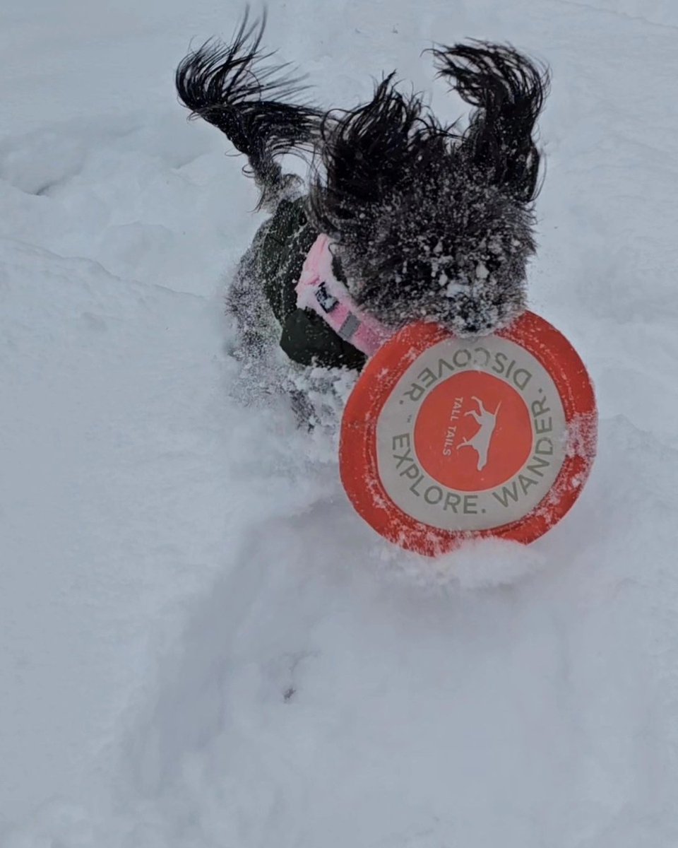 KB811's tweet photo. @DanielleBreezy Lorela loves playing frisbee in the snow! https://t.co/MUJmTHNPzT