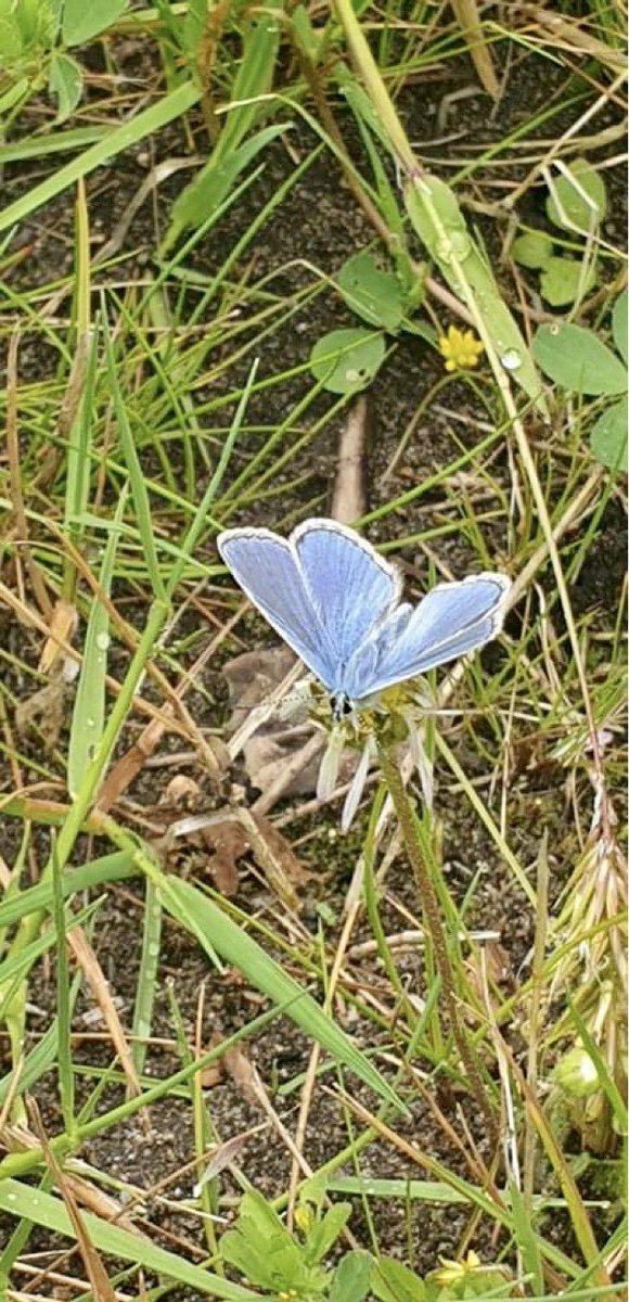 pollinatorproj's tweet photo. @Buzz_dont_tweet @AshWhiffin @JWentomologist @papillongin @NaturalEngland @dartmoornpa @BBCDevon @BBCCornwall @ColeopSoc @ColSocBI @CarabidaeUK @DartmoorNT Here’s our joyous #BlueBug for Blue Monday! A Common Blue butterfly from last summer. https://t.co/1wUynvwiIh