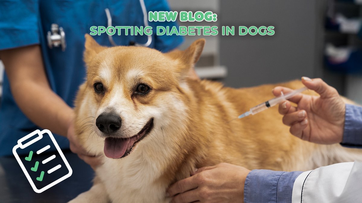 Stay informed about your dog's health! Check out our latest blog post on detecting diabetes in dogs. Knowledge is power! 
ow.ly/Jo9Z50QqVe3

#pawsandclawscbd #diabetes #diabetesindogs #dogfood #DogNutrition #doghealth #dogs #dogcare #healthblog #blog #petparents #dogparent