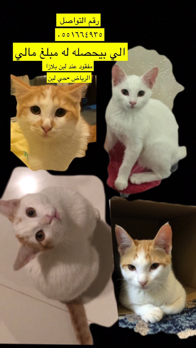 اربع قطط ضائعة من اسبوع 
العمر: ٧ شهور 
النوع: بلدي ٢ ذكور ٢ اناث 
المدينة :الرياض ،حي ظهرة لبن 
ضايعين عند لبن بلازا
مكافأة مالية لمن يجدهم 
رقم التواصل: ٠٥٥١٦٦٤٩٣٥

<a href="/RiyadhCats/">RiyadhCats</a>