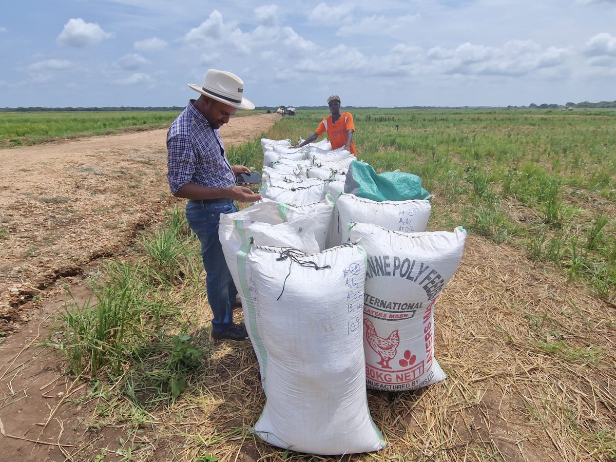 Roba_Liban_Duba's tweet image. 2: As we celebrate this milestone, I'm filled with optimism for the future of the #TanaDelta. The potential is vast, and with sustainable practices, the #TDIP Project is not just cultivating crops; it's cultivating a brighter, more resilient future. @TardaKE #DeliveringThePlan