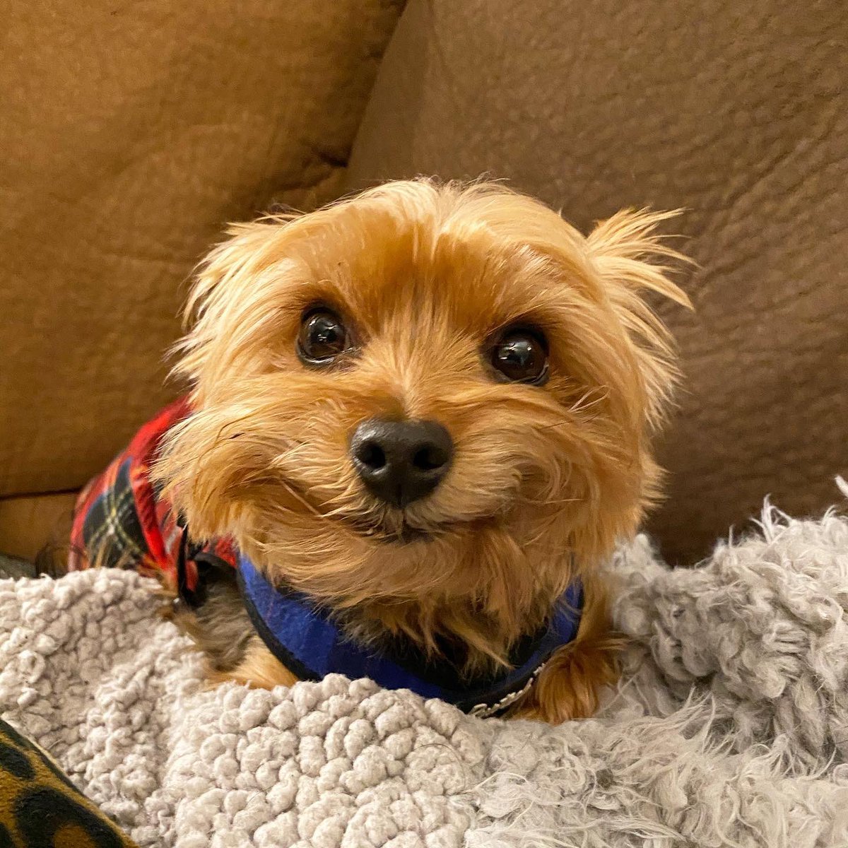 This is Benny. He noticed the weather has been pretty terrible outside. Would be a real shame if that meant you had to spend alllll day cuddling on the couch. 13/10