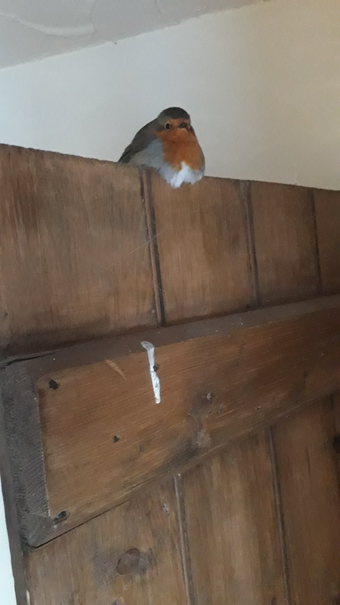 PositveGnome's tweet photo. This little Robin wasn't looking too well out in the cold and unable to fly. After a bit of time in the cottage with some food, water &amp; warmth. Sat on the kitchen door for a couple of hrs before departing for the great outdoors. #LoveNature 🐦 https://t.co/r7KkbSRjvE