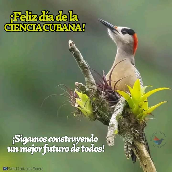 Hoy es el Día de la Ciencia Cubana, felicitemos a nuestros científicos que no descansan para encontrar de forma constante mejorar la salud nuestra, mejores producciones agrícolas, ganaderas y piscícolas a pesar de las dificultades económicas que enfrentamos, felicidades !!!