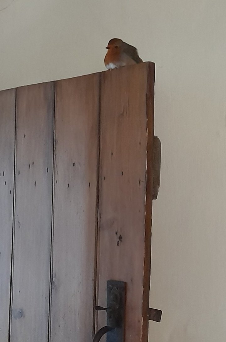 PositveGnome's tweet photo. This little Robin wasn't looking too well out in the cold and unable to fly. After a bit of time in the cottage with some food, water &amp; warmth. Sat on the kitchen door for a couple of hrs before departing for the great outdoors. #LoveNature 🐦 https://t.co/r7KkbSRjvE