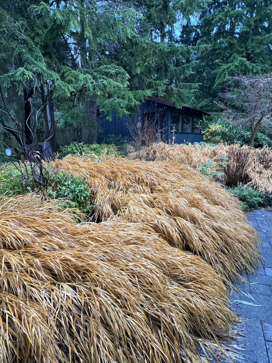 Winter grasses. Hakonechloa macra aureola Japanese forest grass.  Don’t cut your grasses down too soon in the #winter   Enjoy the light colors and style in the wind. #grasses #grassgarden #landscapedesign #garden #gardening #wintergarden