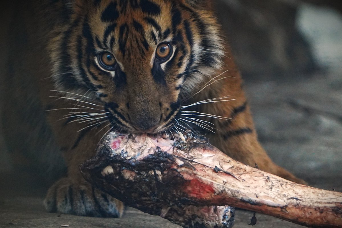 hiralyn's tweet photo. 【食事中】
肉食系と草食系
#トラ #パンダ
#tiger #panda #eattime
#動物園 #zoo #上野動物園
#photo #tokyo #sony #α7IV #sel200600G https://t.co/p4yN1IJwsU