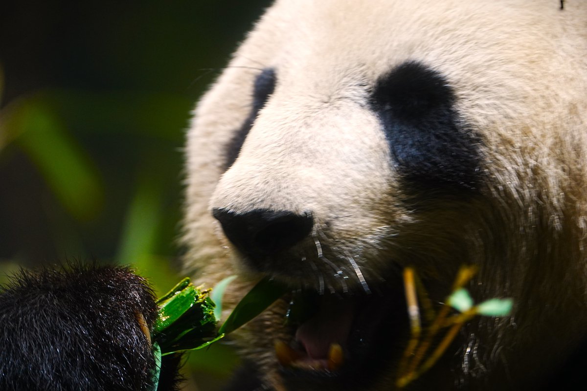 hiralyn's tweet photo. 【食事中】
肉食系と草食系
#トラ #パンダ
#tiger #panda #eattime
#動物園 #zoo #上野動物園
#photo #tokyo #sony #α7IV #sel200600G https://t.co/p4yN1IJwsU