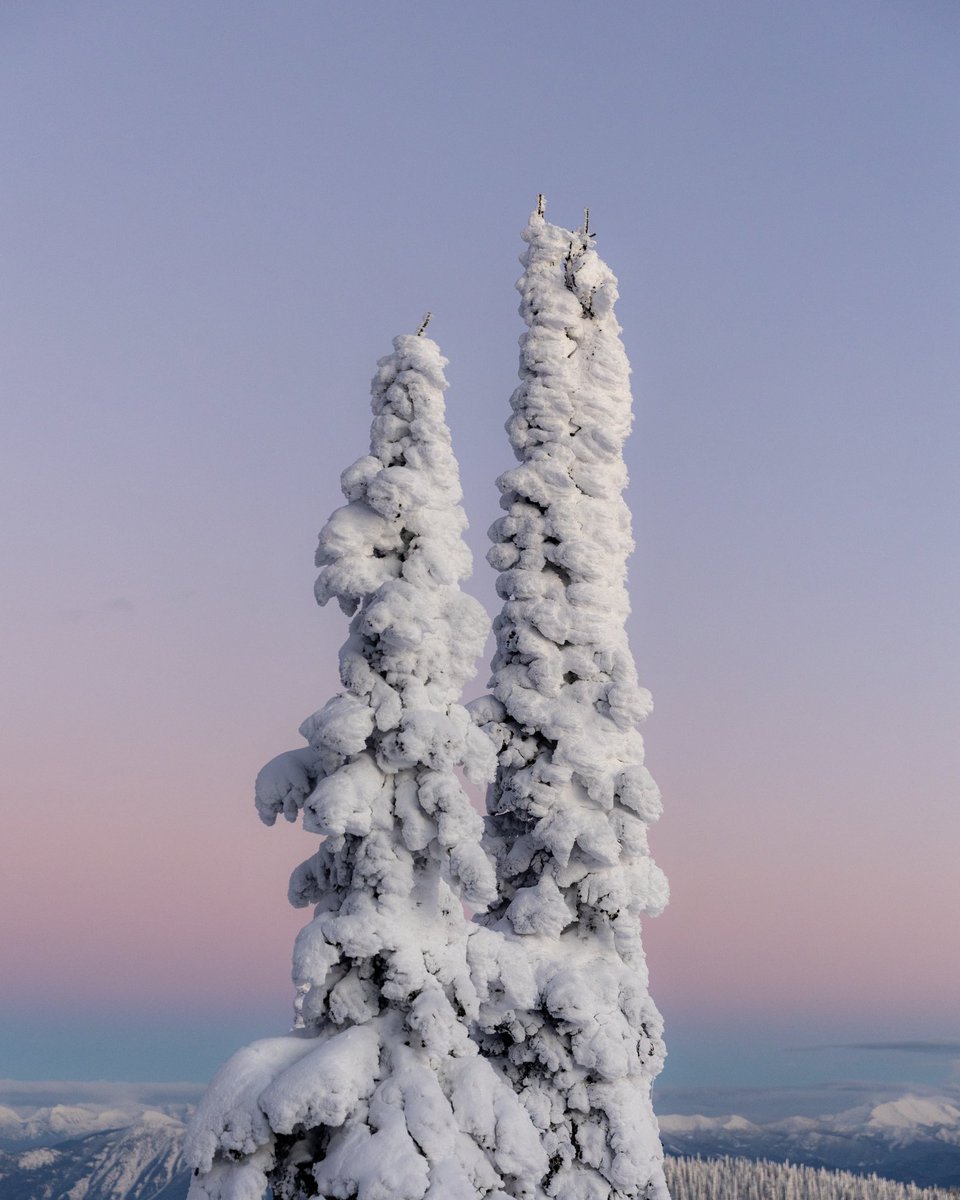 Justin D Kauffman tweet media