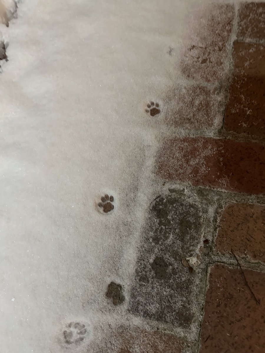 CatNamedSpicy's tweet photo. Bella was here. 🐾🐾 https://t.co/p2A8uixlaS
