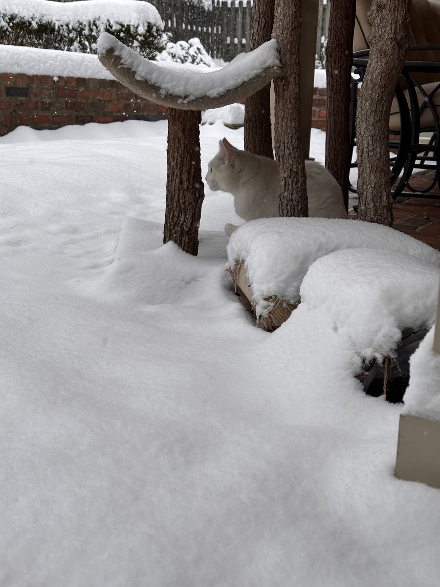 CatNamedSpicy's tweet photo. Bella: Today’s lesson—how to hide in plain sight. https://t.co/PsmYLQcKNP