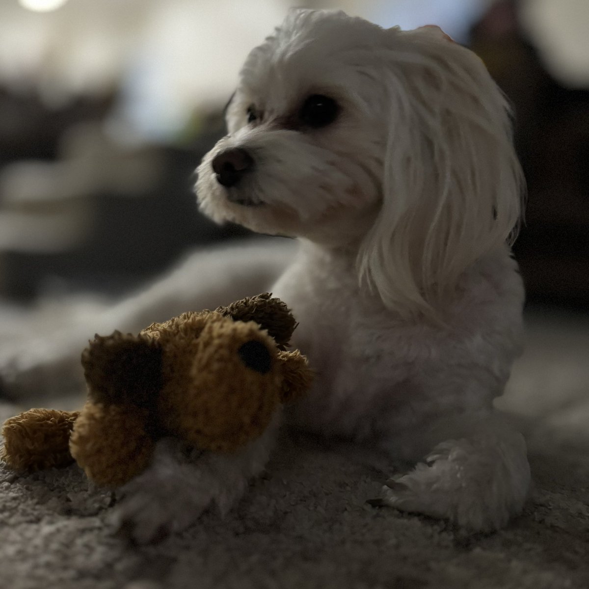 Realistic_RS's tweet photo. @LunaOni_ Our doggos have the same toy 🧸 https://t.co/Ou9IZRSBeA