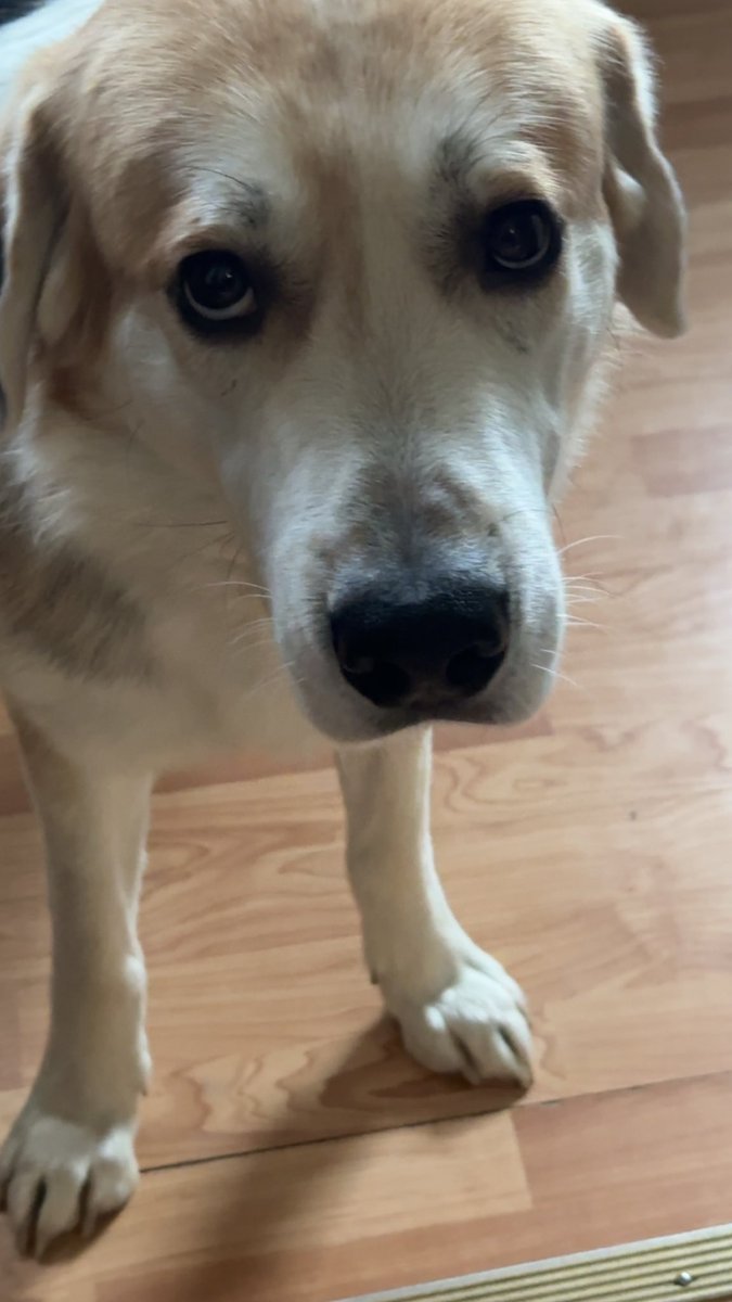 bjlyost99's tweet photo. @EdmontonOilers @RogersPlace Plz let me bring my dog 🐶 https://t.co/dMCKsuA8iR