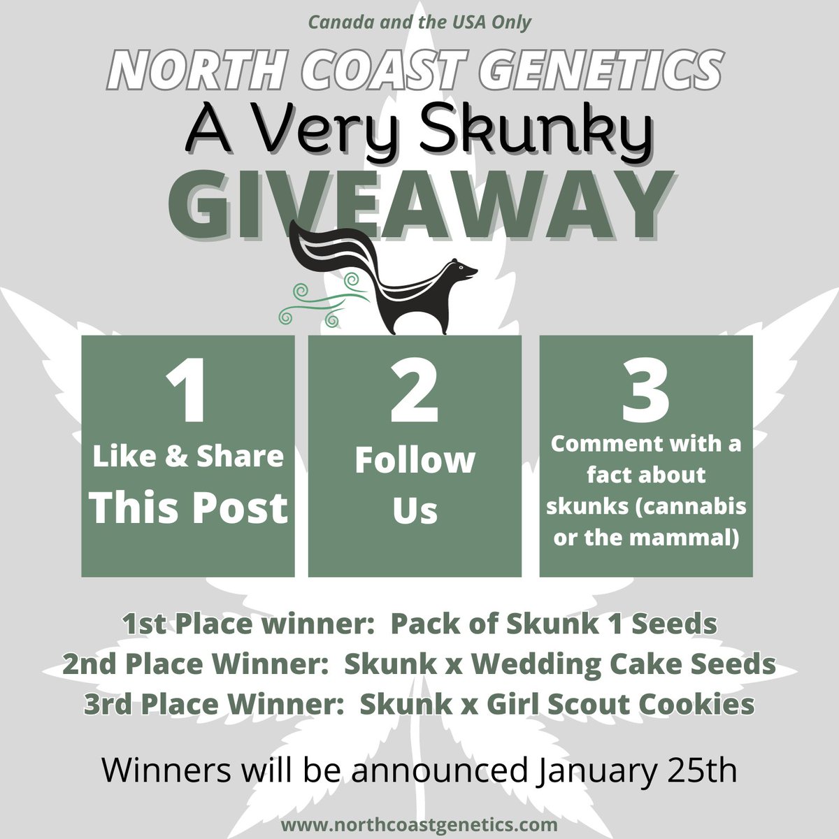 NorthCoastGen's tweet photo. 🦨A VERY SKUNKY GIVEAWAY🦨

Three winners will be drawn and announced on January 25th!

All you have to do to enter is:

• Like and Share this post
• Make sure to follow @northcoastgenetics
• Comment with a fact or interesting tidbit about SKUNKS, either the cannabis version OR the mammal!

1st Prize:  Pack of Skunk 1 Seeds
2nd Prize: Pack of Skunk x Wedding Cake Seeds
3rd Prize:  Pack of Skunk x Girl Scout Cookies Seeds

GOOD LUCK FAM!

***Canada and the USA Only***

#CannaLand #CannabisCommunity