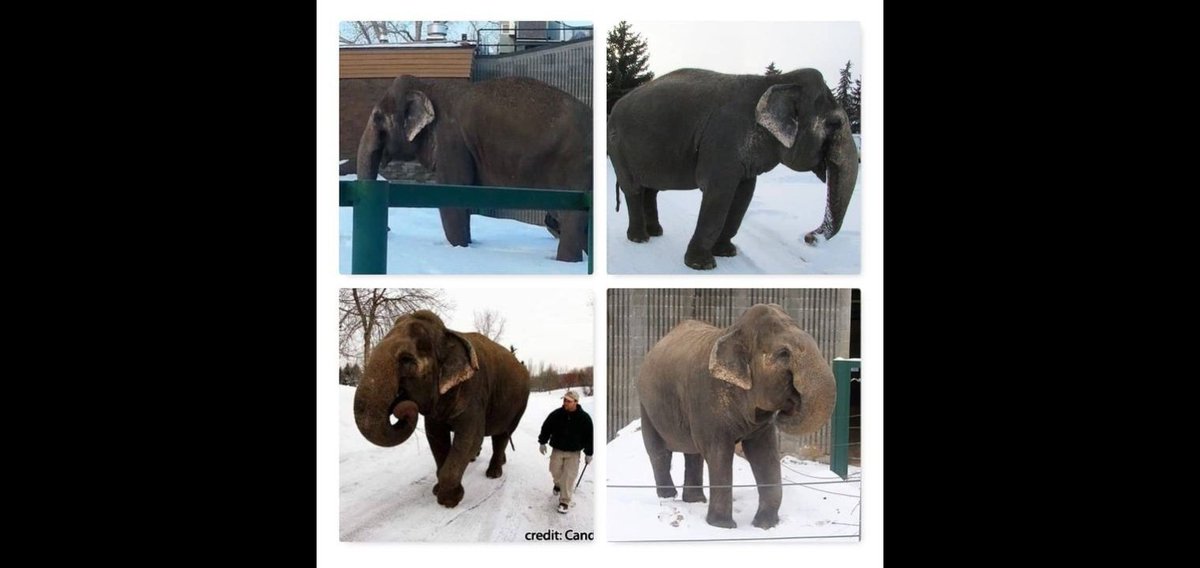 JulieKi53713414's tweet photo. 🌎 To ALL Animal Lover's

Like you I have a lot of soul-sadness because of UNNECESSARY pain &amp; suffering beautiful precious animal souls are FORCED to endure due to our #greed #selfishness #callousness.

I am grateful to know 💖MILLIONS💖 of you are here with me #ChangeIn2024 🙏🏽 https://t.co/n9SyArVVfd