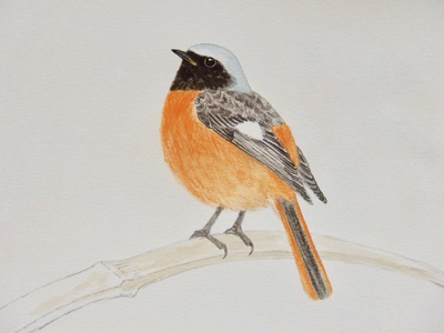 ネイチャー・スケッチ #NatureSketch #野鳥スケッチ #ジョウビタキ