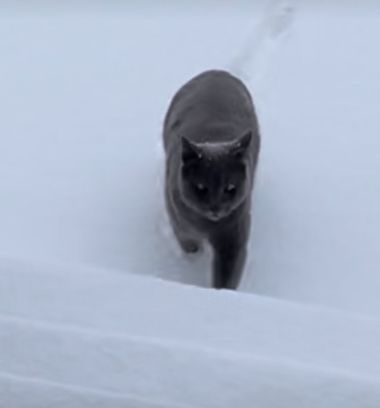 katkingallen's tweet photo. The tale of two cats enjoying the same snowstorm. Boogey’s view from the bedroom window and Louie’s adventurious side (he was out all day).  #CatLife 
￼ https://t.co/wnw7k1tpez