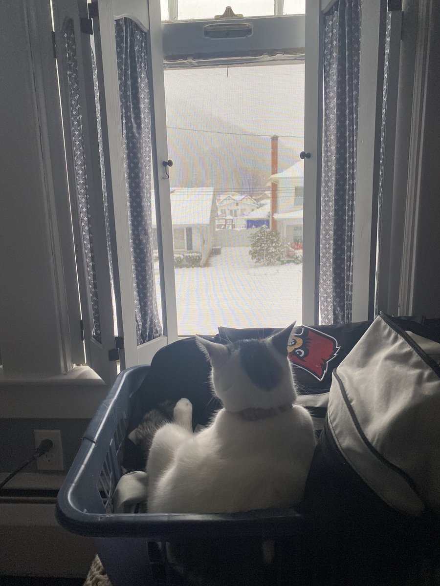 katkingallen's tweet photo. The tale of two cats enjoying the same snowstorm. Boogey’s view from the bedroom window and Louie’s adventurious side (he was out all day).  #CatLife 
￼ https://t.co/wnw7k1tpez