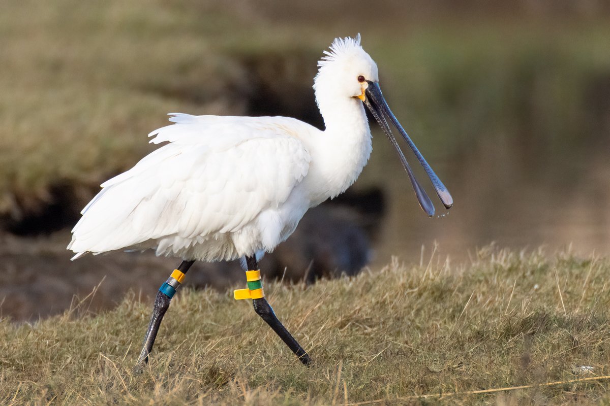 Mark Wright (@markwright12002) on Twitter photo Spoonbill
Ringed 12-5-2014, in the Netherlands
Seen in Dorset in various locations over multiple years
Lodmoor, Weymouth, Dorset, England
<a href="/DorsetBirdClub/">Dorset Bird Club</a> <a href="/Natures_Voice/">RSPB</a> <a href="/WGLepelaar/">Werkgroep Lepelaar</a> Spoonbill
Ringed 12-5-2014, in the Netherlands
Seen in Dorset in various locations over multiple years
Lodmoor, Weymouth, Dorset, England
<a href="/DorsetBirdClub/">Dorset Bird Club</a> <a href="/Natures_Voice/">RSPB</a> <a href="/WGLepelaar/">Werkgroep Lepelaar</a>