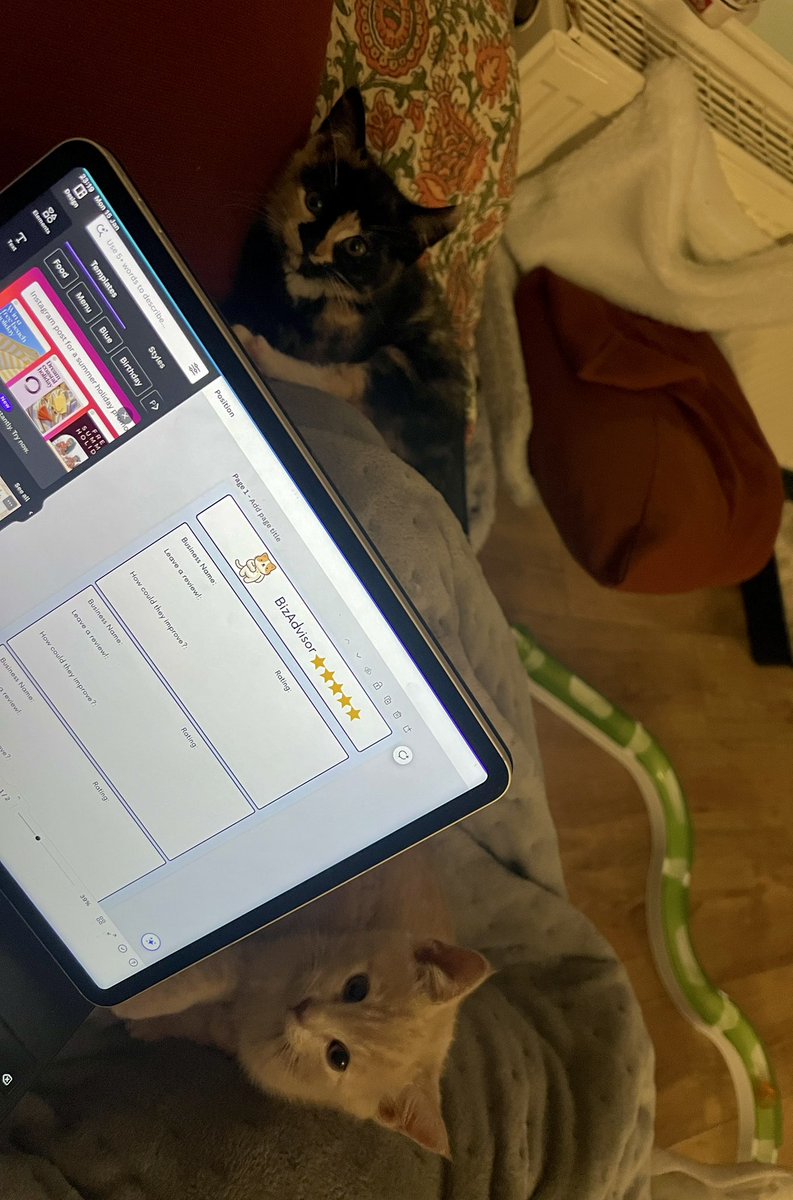 MissAllardice96's tweet photo. Working on some Bus Ed activities, an extra pair or eyes (or paws) never hurt anyone  🐾 🥰 https://t.co/aHClrbHsm4