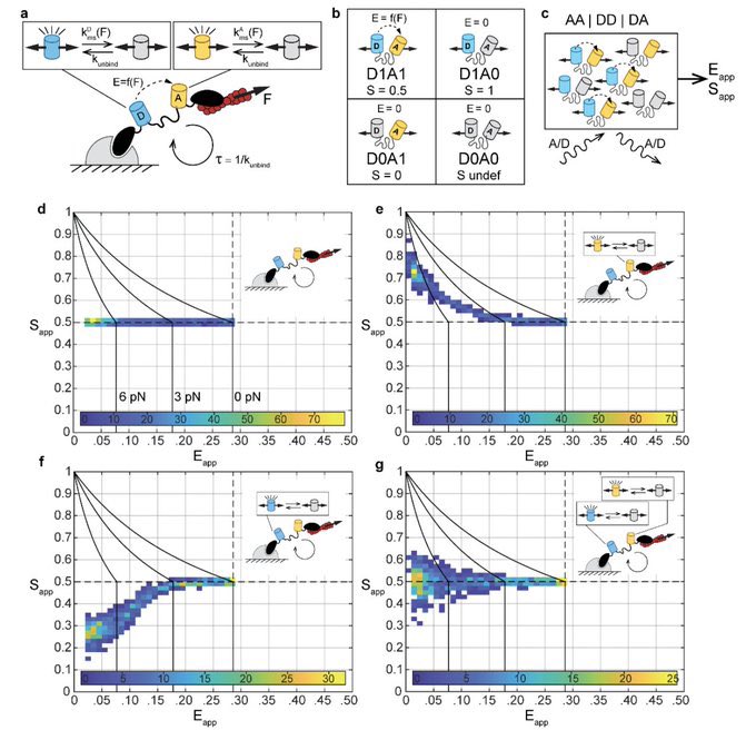 Detection of Fluorescent Protein Mechanical Switching in Cellulo biorxiv.org/content/10.110…