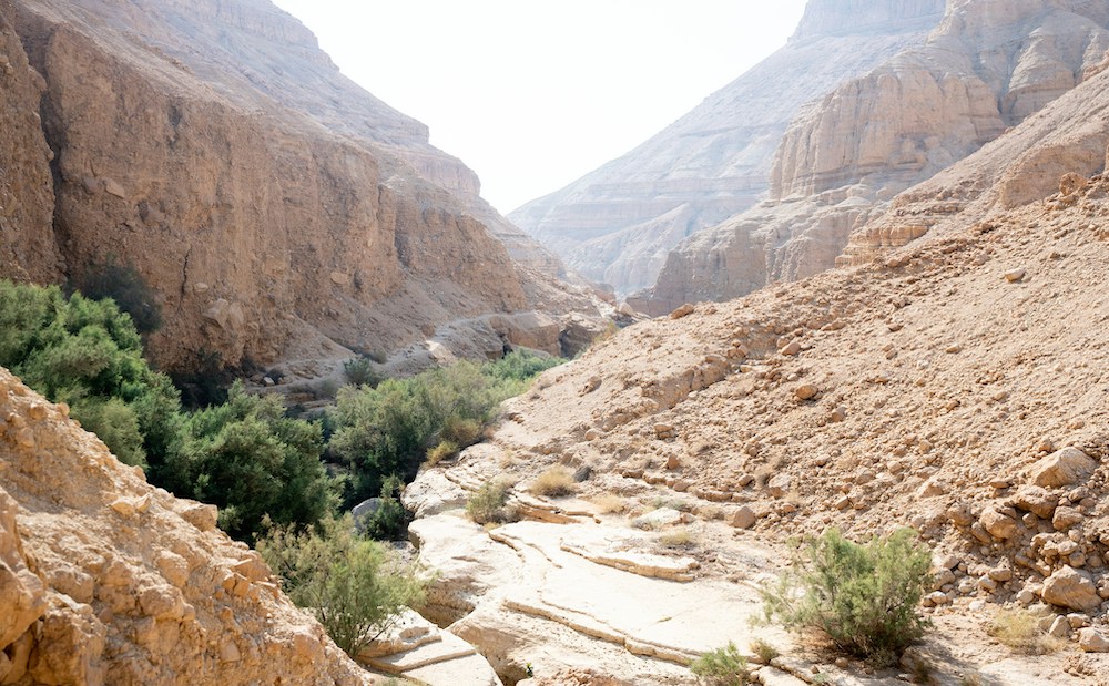 "I look out at a stampede of pines over the rubble of uprooted olive trees.
We never learned the Yiddish word for “forest”.
Beneath it all, the seed of the one I planted —
my envelope baring its teeth."

- Noa Silver for <a href="/poetsrtn/">Poets Reading the News</a>
poetsreadingthenews.com/2023/11/planti…