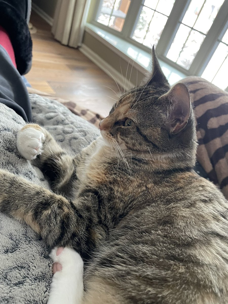 KEL0818's tweet photo. We are enjoying snuggling inside but it’s so pretty to look at through the window. 🐱❤️❄️
#faethecat https://t.co/2BmEDwe8Mk