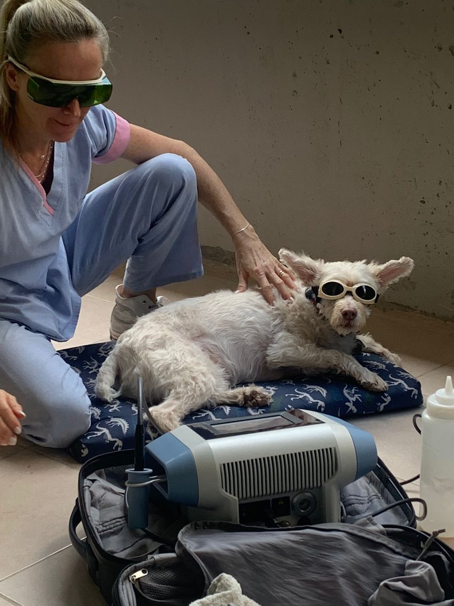 dylaanzorattini's tweet photo. Mi hermano le está haciendo kinesiología al perro y capturo la mejor foto del mundo https://t.co/papbeaTbyQ